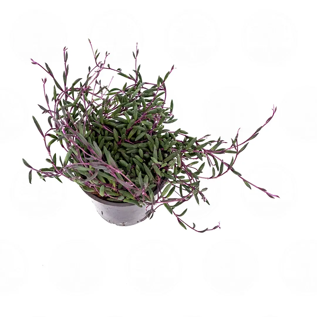 Крестовник Геррейна Пурпл Флаш / Senecio herreanus Purple Flush купить