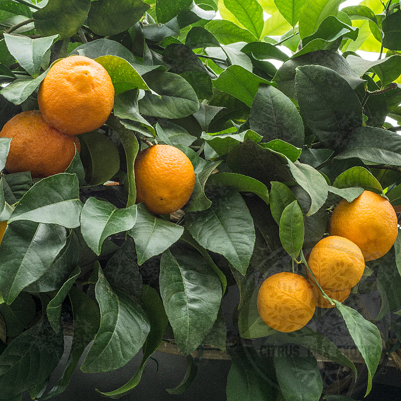 Лимон Волкамериана / Lemon Volkameriana — цитрусовое растение, детальное фото

