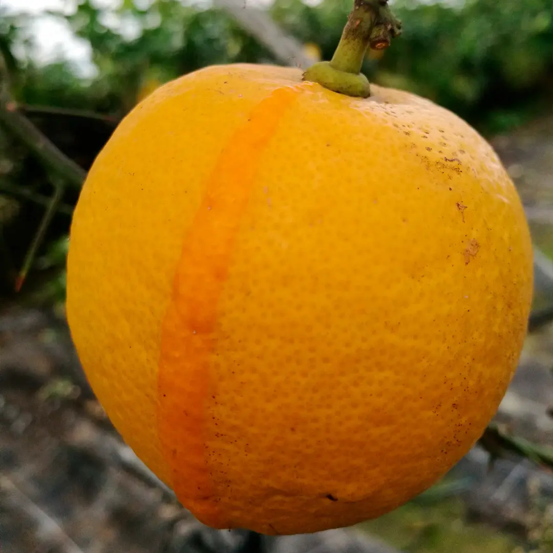Лимон Аранчио / Lemon Arancio — цитрусовое растение, детальное фото
