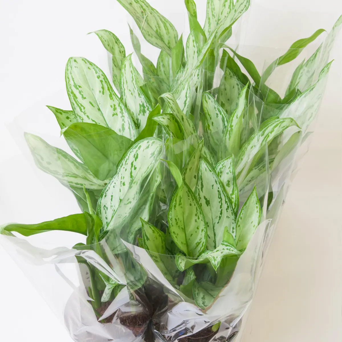 Аглаонема Сильвер Квин / Aglaonema Silver Queen купить