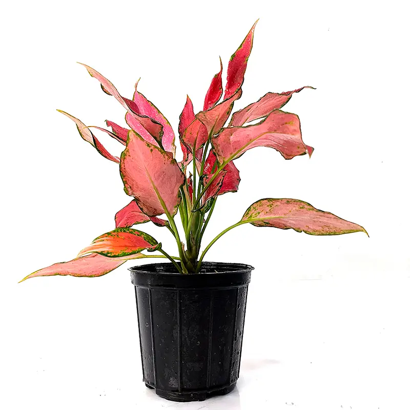 Aglaonema Red Angel красные листья