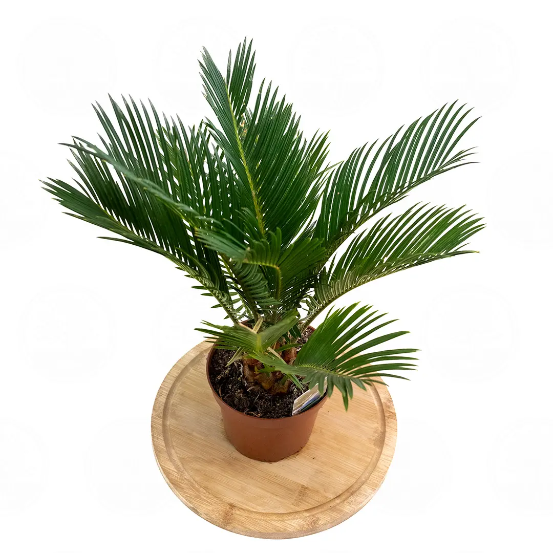Цикас поникающий / Cycas Revoluta купить