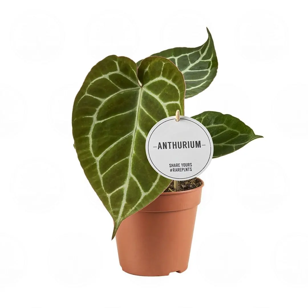 Антуриум Хрустальный (Кларинервиум)/ Anthurium clarinervium купить