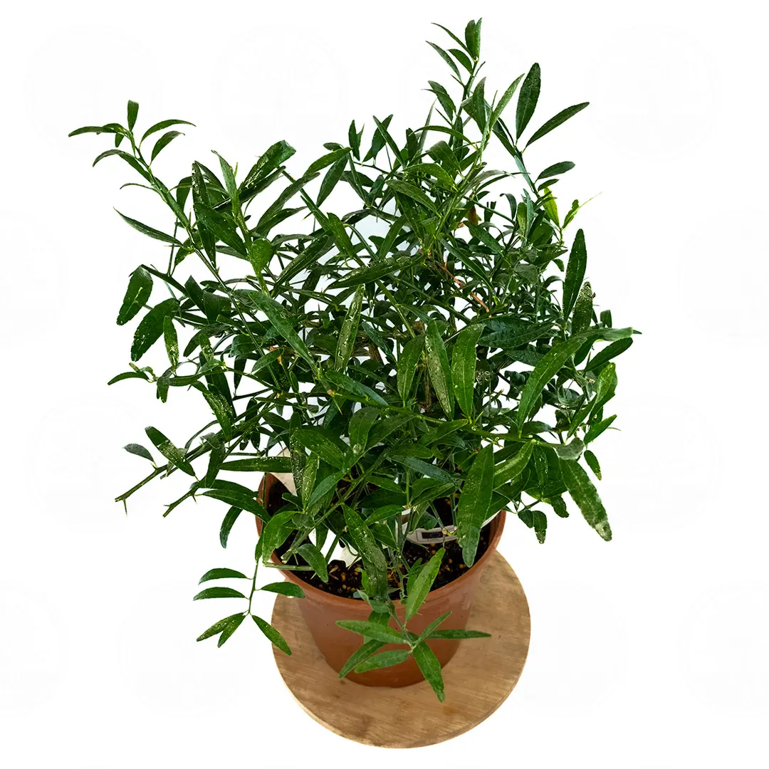 Микроцитрус Эреморанж / Microcitrus Eremоrange — цитрусовое растение, детальное фото
