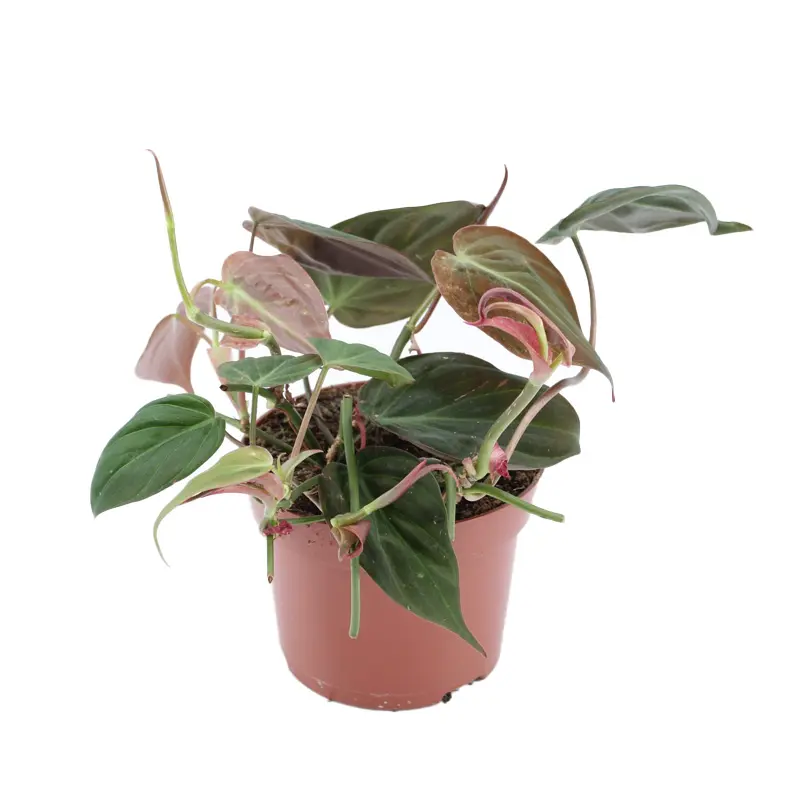 Филодендрон scandens subsp. micans купить
