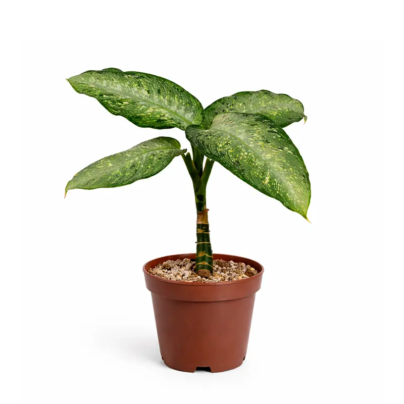 Dieffenbachia Tiki вариегатные листья