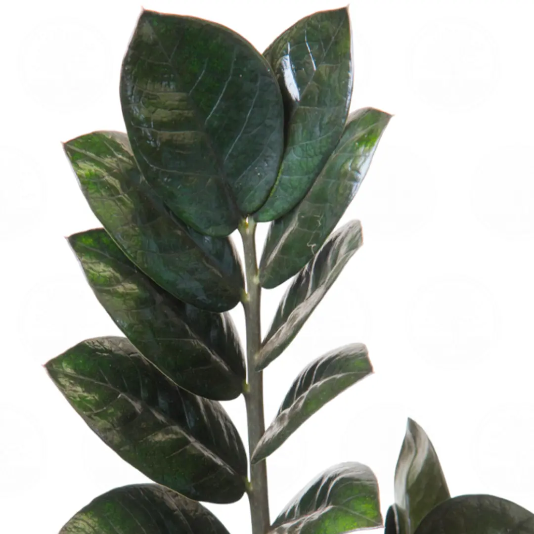 Замиокулькас Равен/ Zamioculcas zamiifolia "Raven" купить