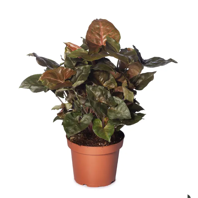 Сингониум медный / Sygonium Podophyiium Copper купить