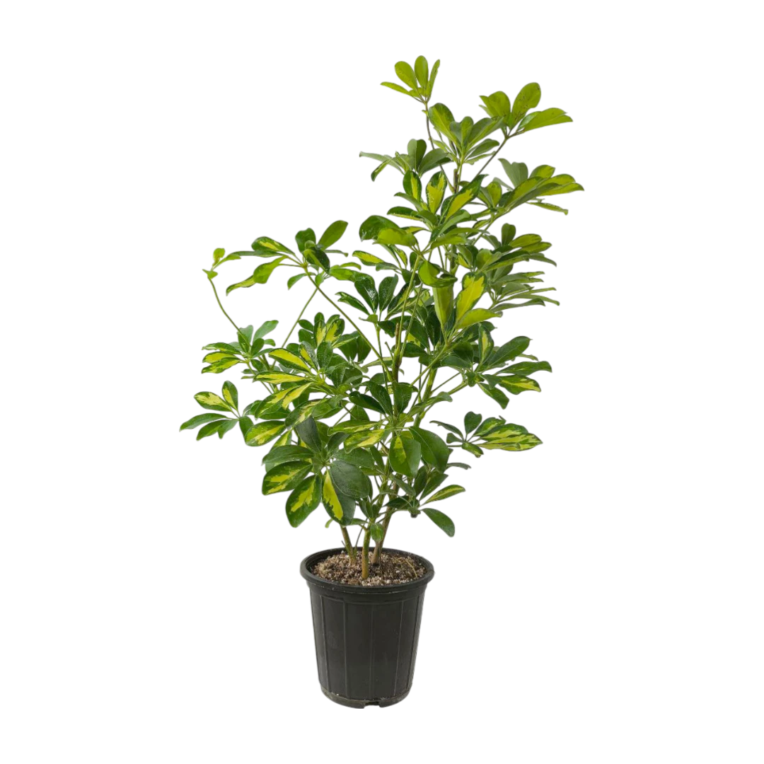 Шеффлера "Тринити" / Schefflera arbor."Trinitte" купить