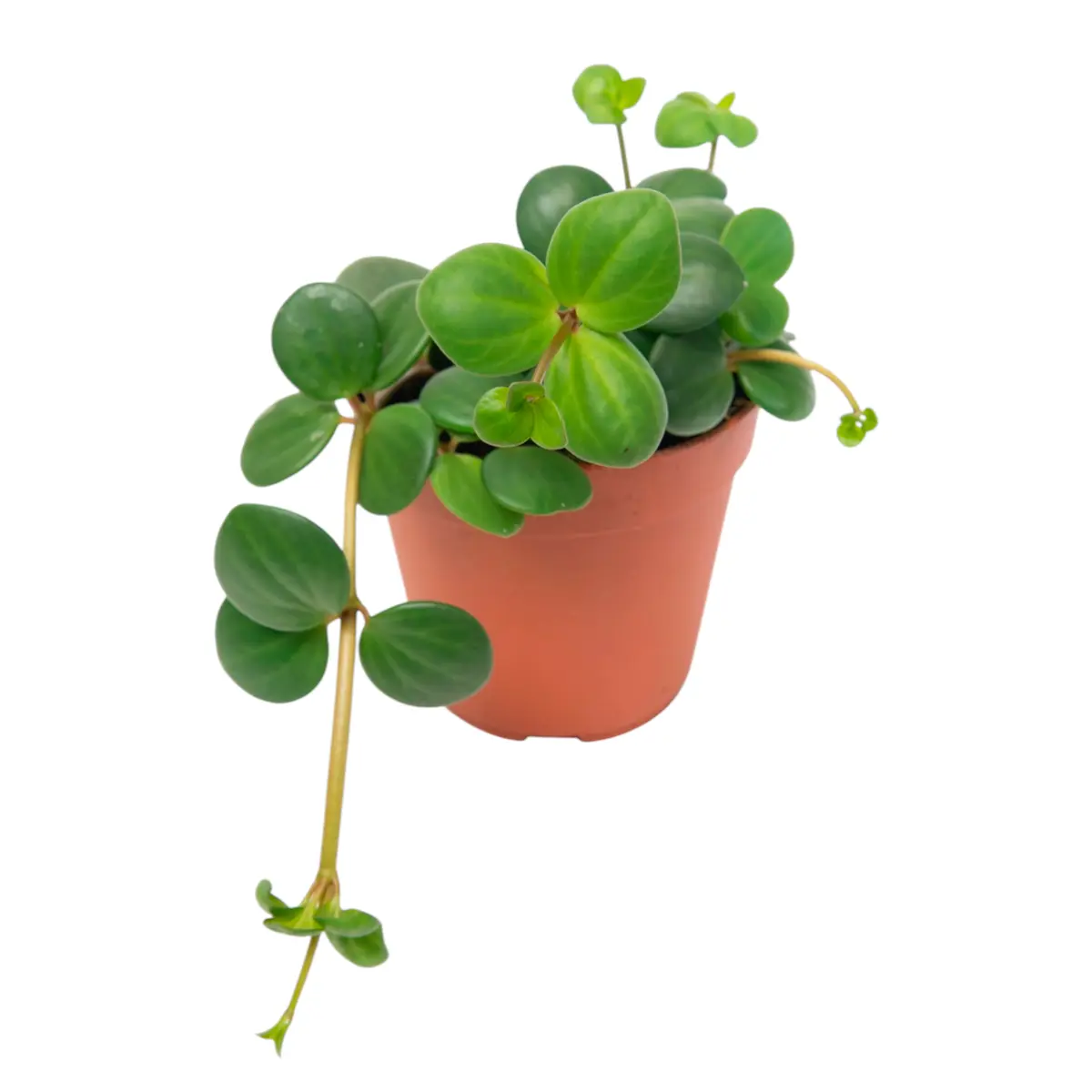 Пеперомия tetraphylla "Hope" купить