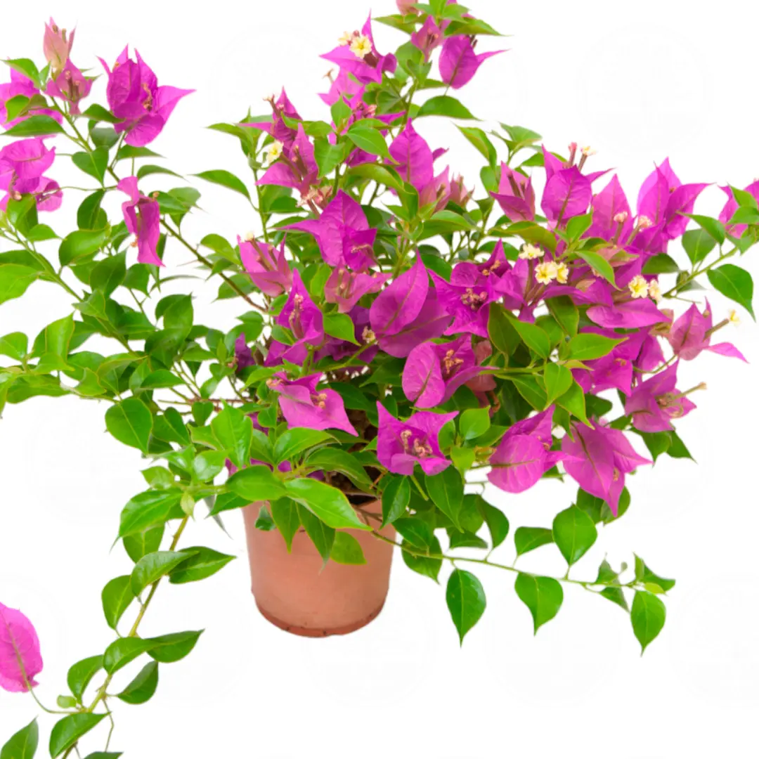Бугенвиллия Александра / Bougainvillea Alexandra pyramid купить
