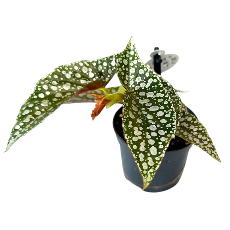Бегония maculata "Silver Spotted" купить