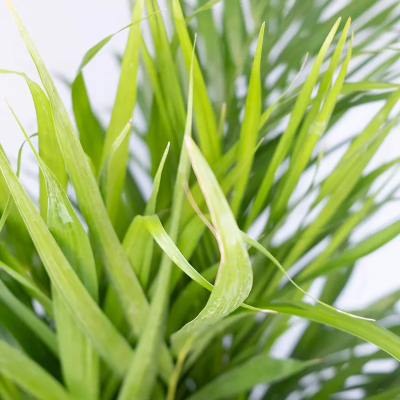 Арековая пальма (Dypsis lutescens) купить