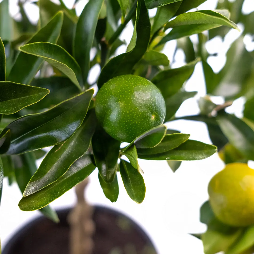 Кумкват Тондо / Kumquat Tondo — цитрусовое растение, детальное фото
