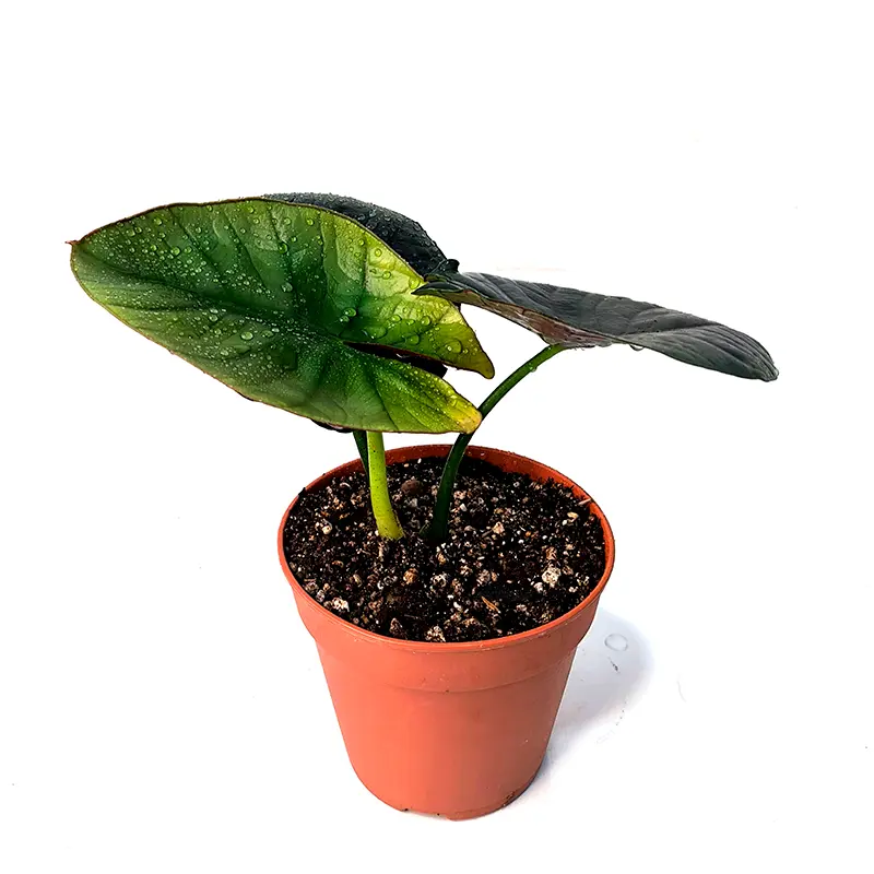 Alocasia Equator листья