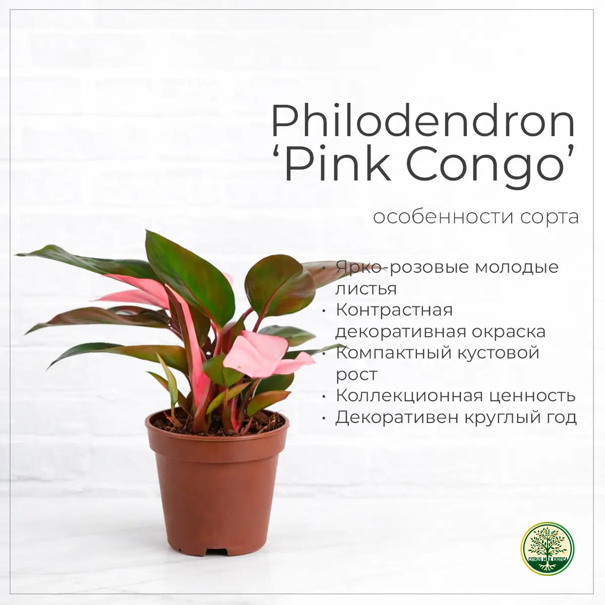 Philodendron Pink Congo розовые листья