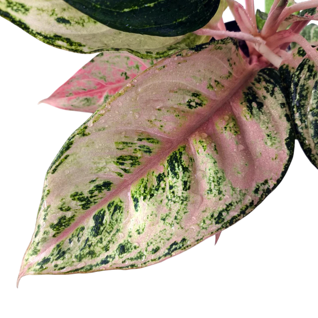 Аглаонема "Pink Aurora" купить