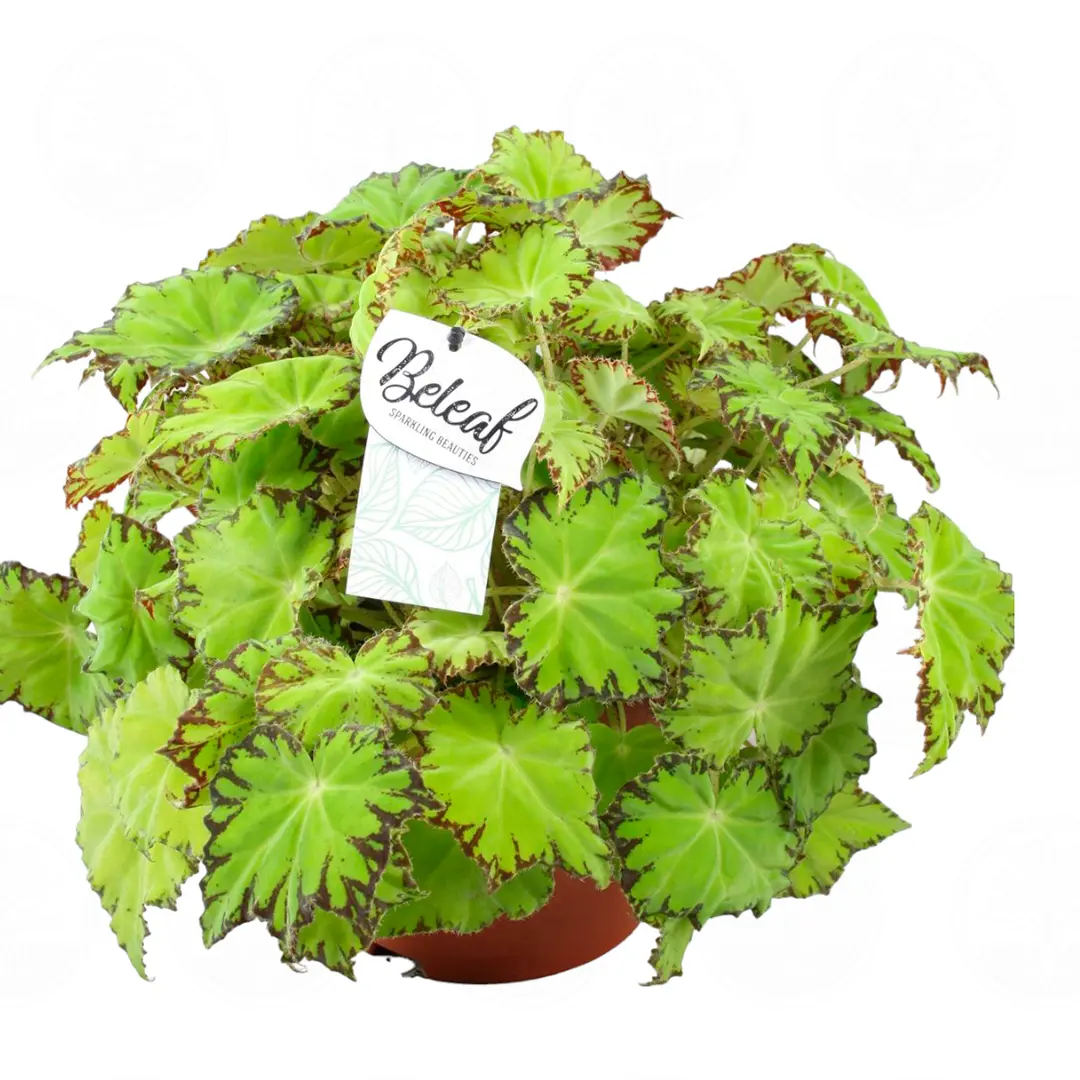 Бегония BELEAF LIMA LOVE купить