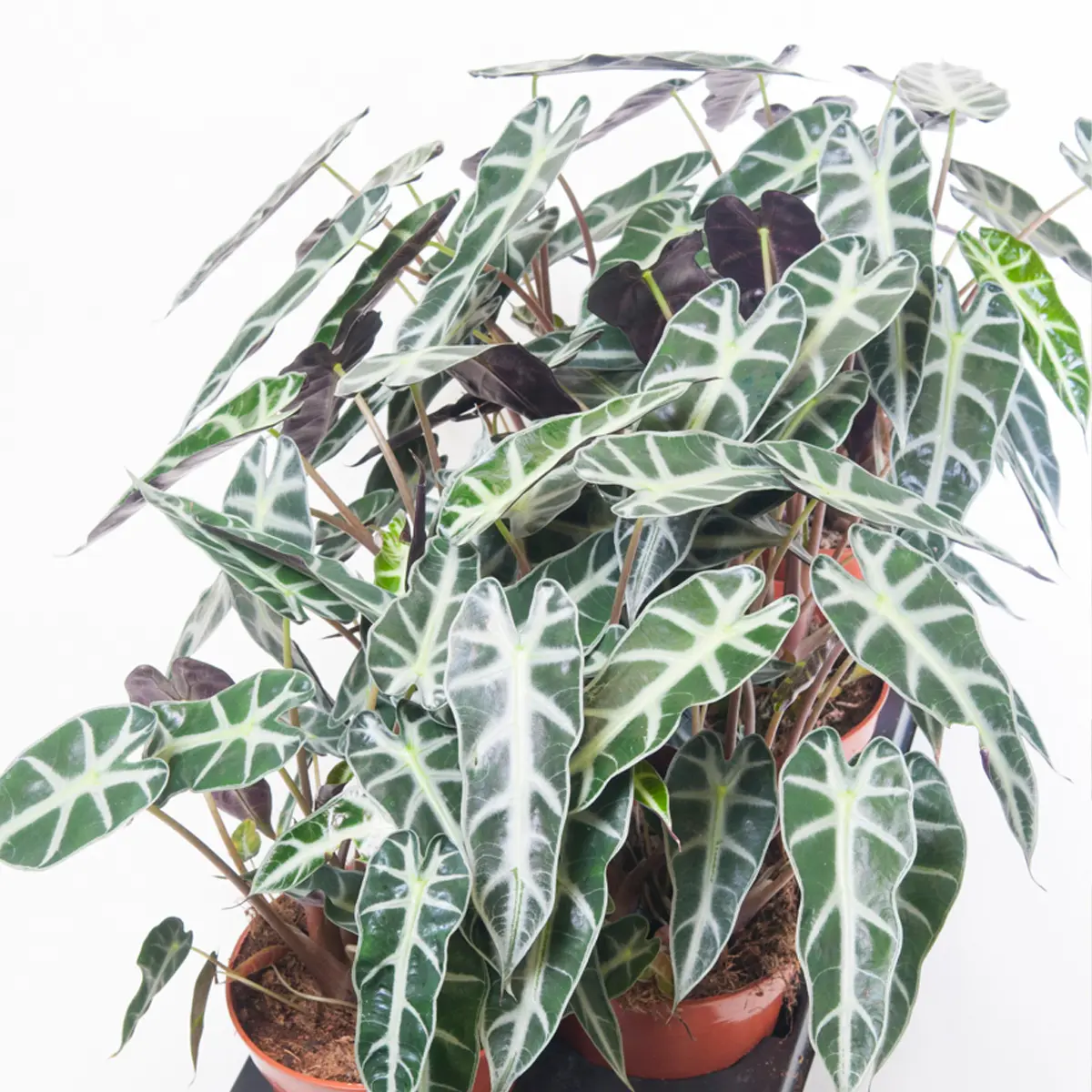 Алоказия Бамбино / Alocasia Bambino/Arrow купить