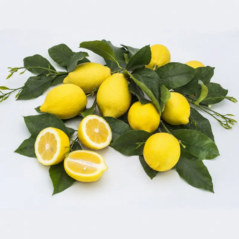 Лимон ванильный / Lemon Vaniglia — цитрусовое растение, детальное фото
