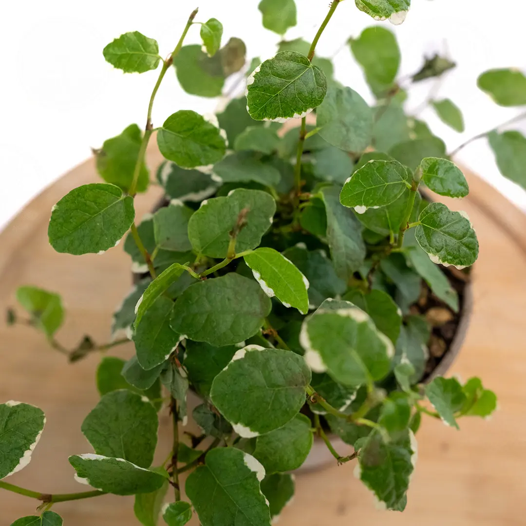 Фикус Пумила Вайт Санни /Ficus pumila White Sunny купить