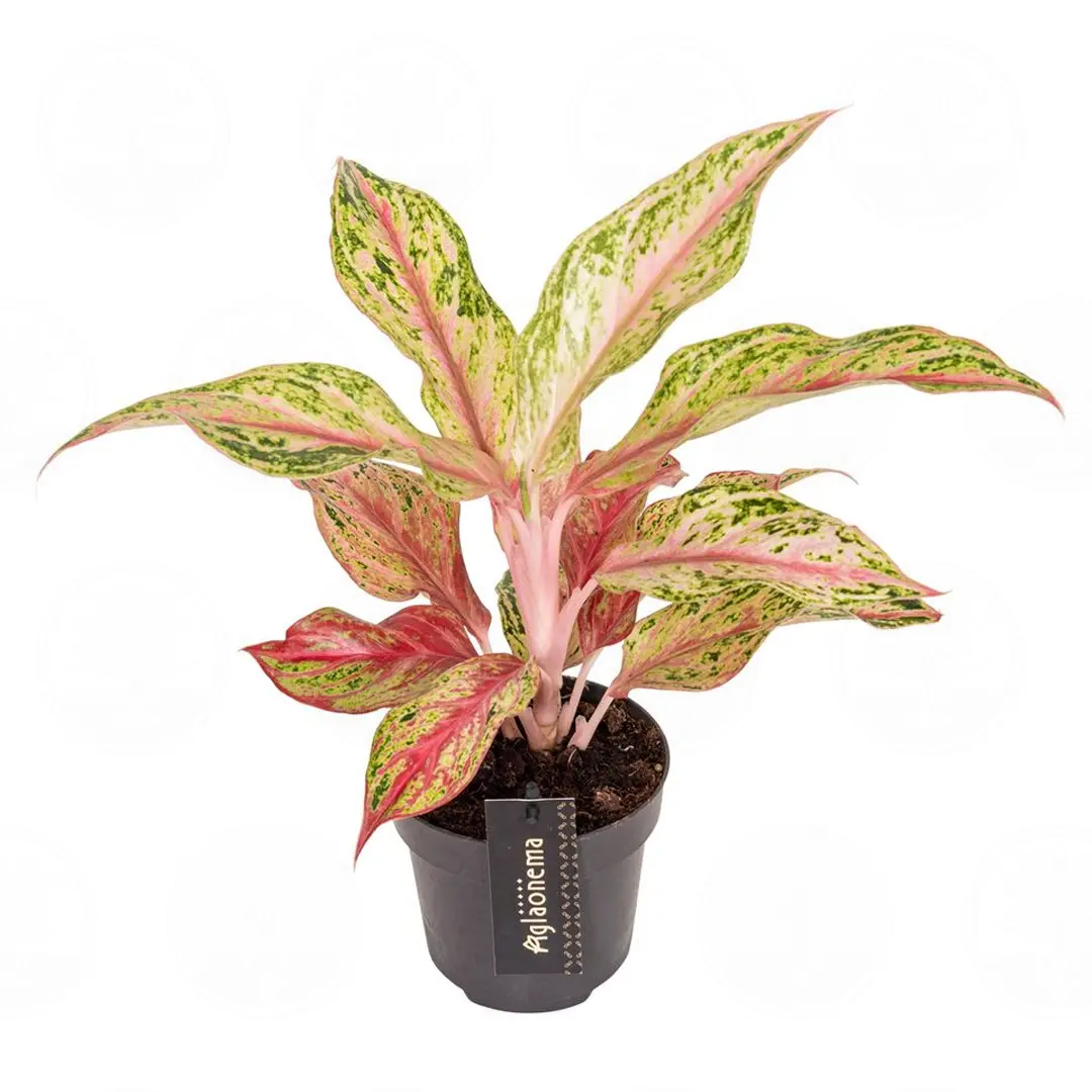 Аглаонема Тай Ред,Тайланд Рэд/ Aglaonema Thai Red, Tailand Red купить