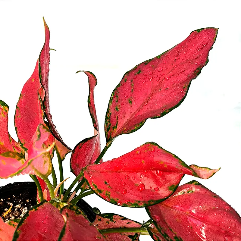 Aglaonema Red Angel красные листья
