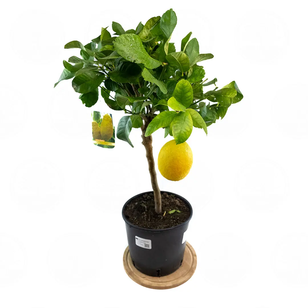 Цитрон Пиретто / Citrus medica Piretto — цитрусовое растение, детальное фото
