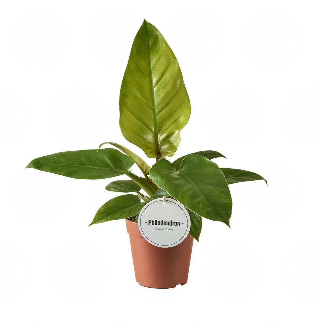 Филодендрон 'Jungle Fever' купить