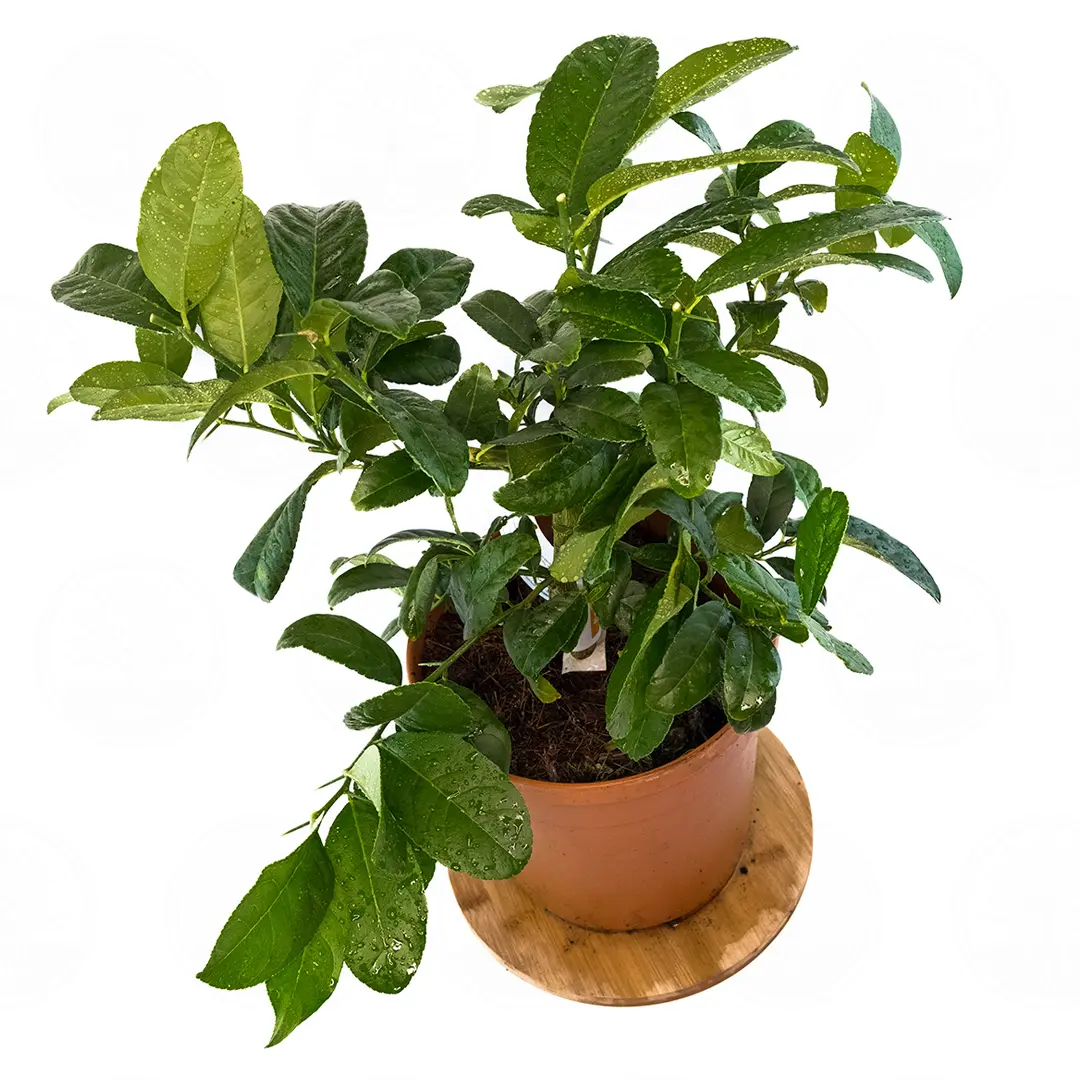 Цитрон Рука Будды вариегатный / Citrus medica Digitata — цитрусовое растение, детальное фото
