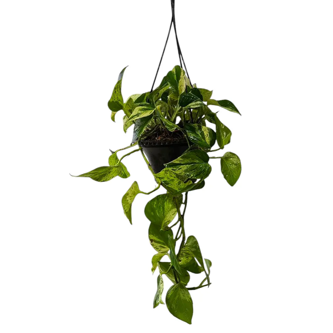 Эпипремнум pinnatum "Marble Queen" подвес. купить