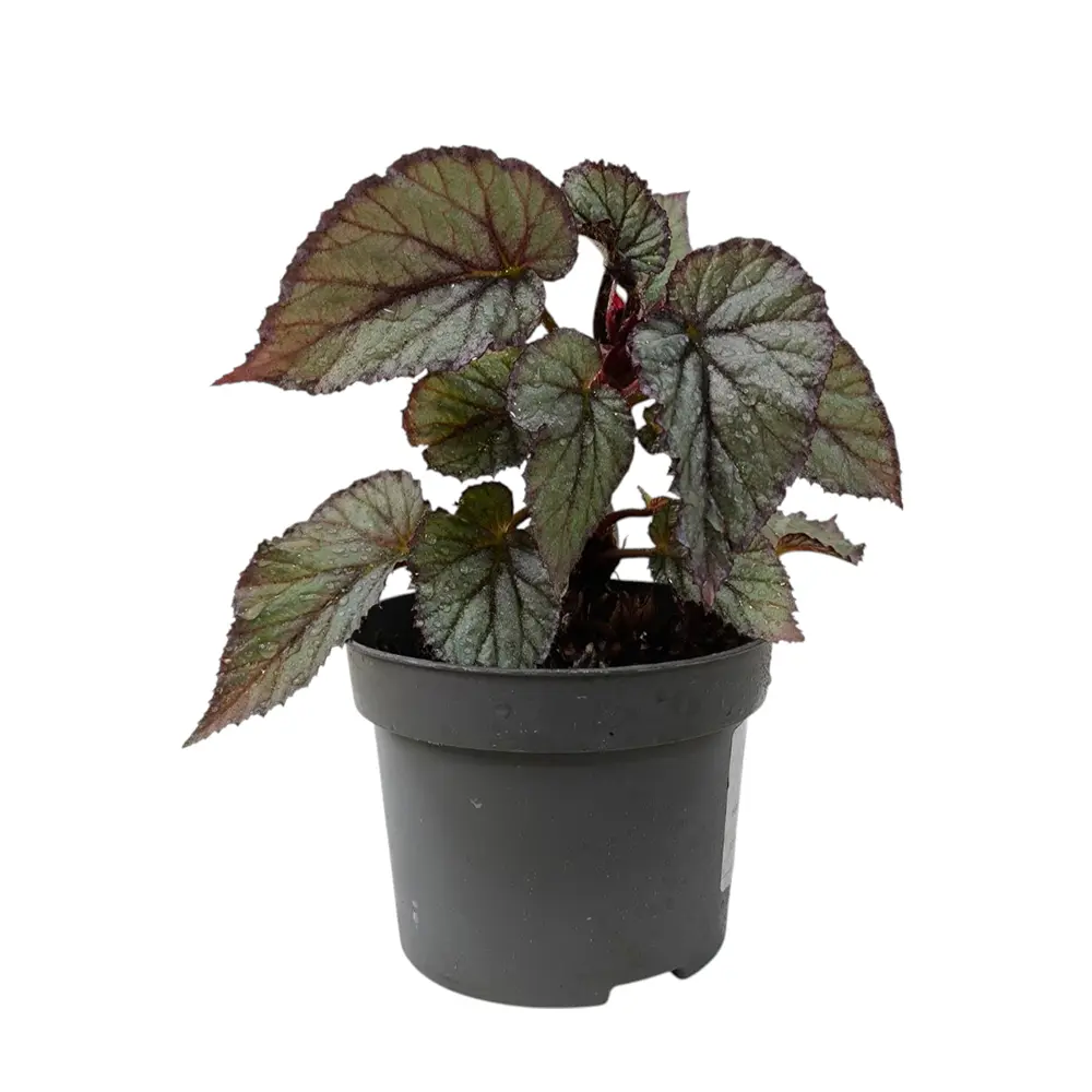 Бегония "Beleaf Arctic Breeze" купить