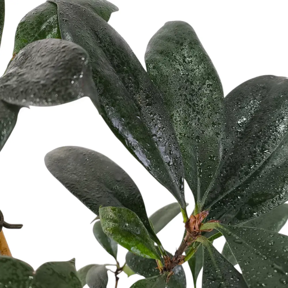 Фикус циатистипула / Ficus Cyathistipula купить