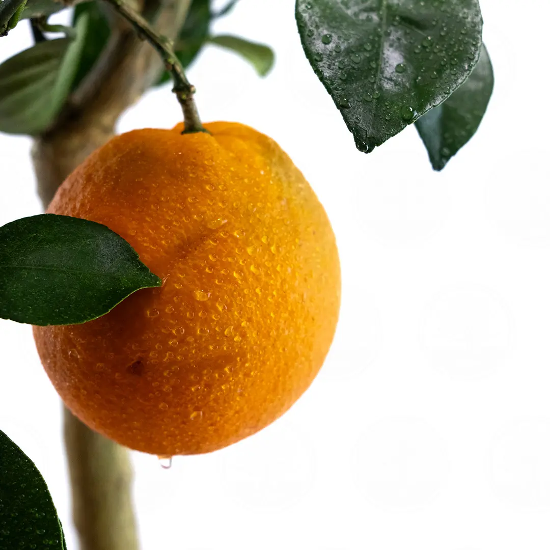 Апельсин Ньюхолл / Orange Newhall — цитрусовое растение, детальное фото
