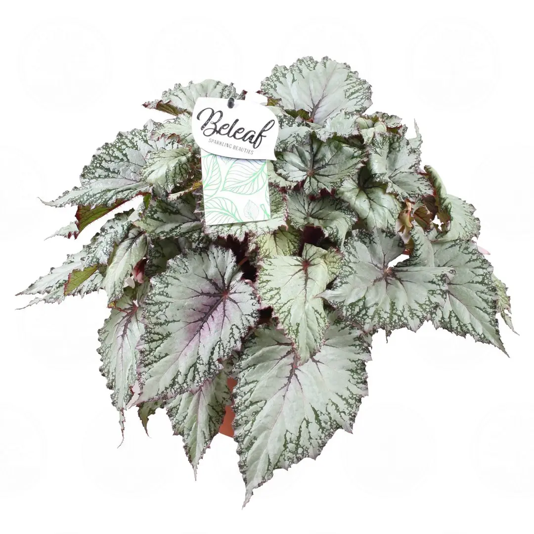 Бегония BELEAF ASIAN TUNDRA купить