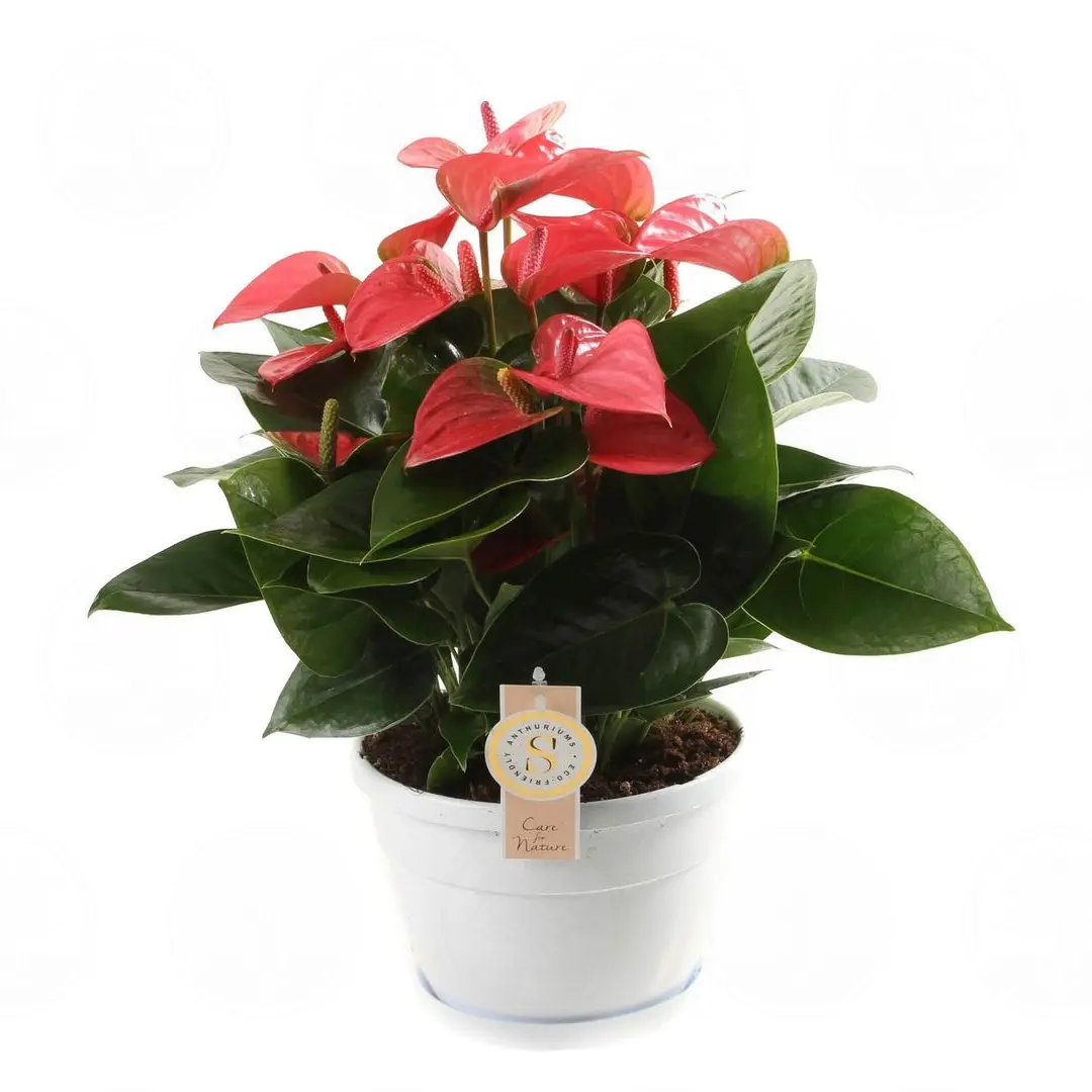 Антуриум Андрианум Пинк Чемпион / Anthurium Andreanum Pink Champion купить