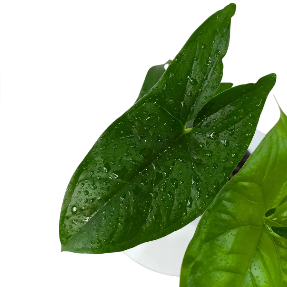 Сингониум "Green Fantasy" купить