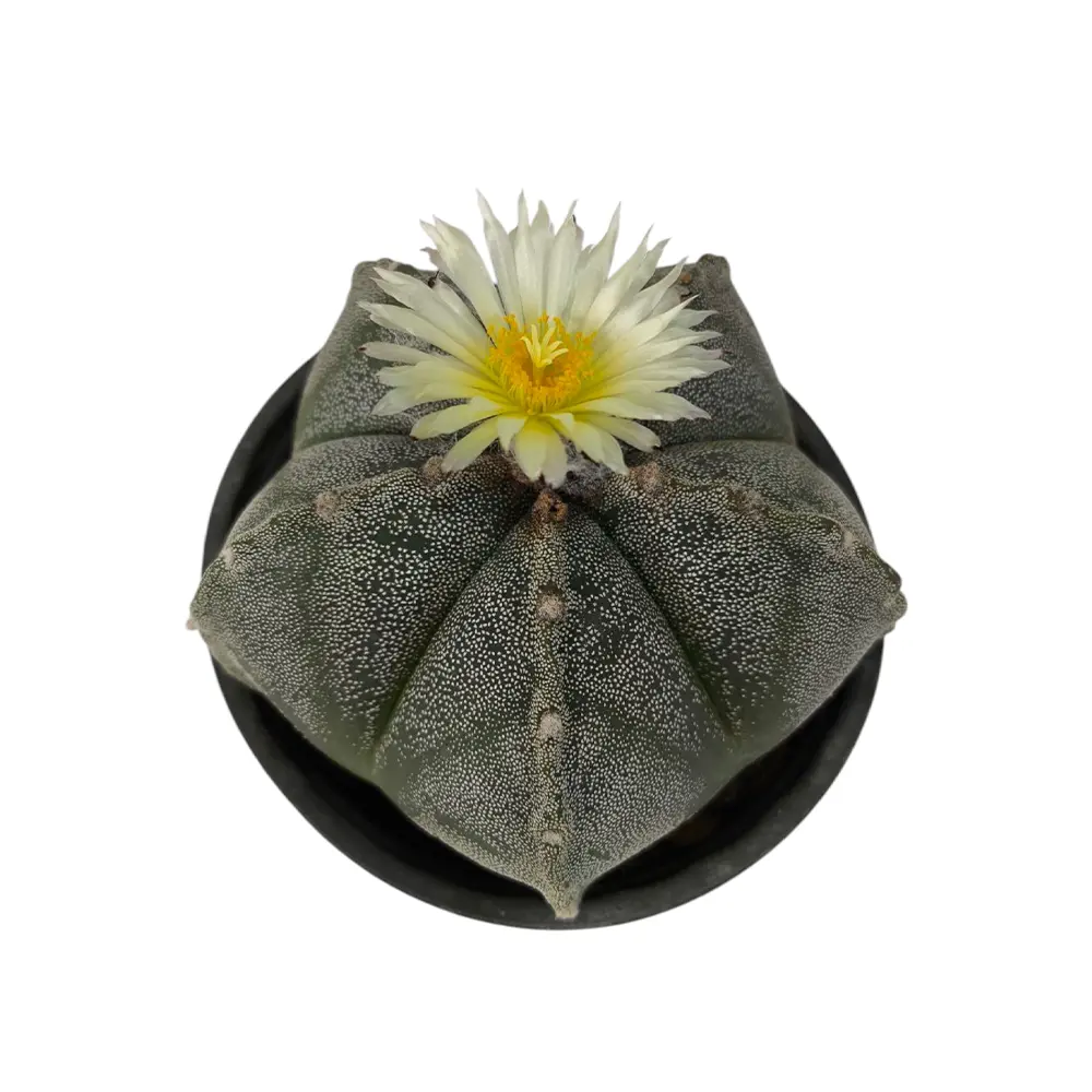 Астрофитум / Astrophytum Ornatum купить
