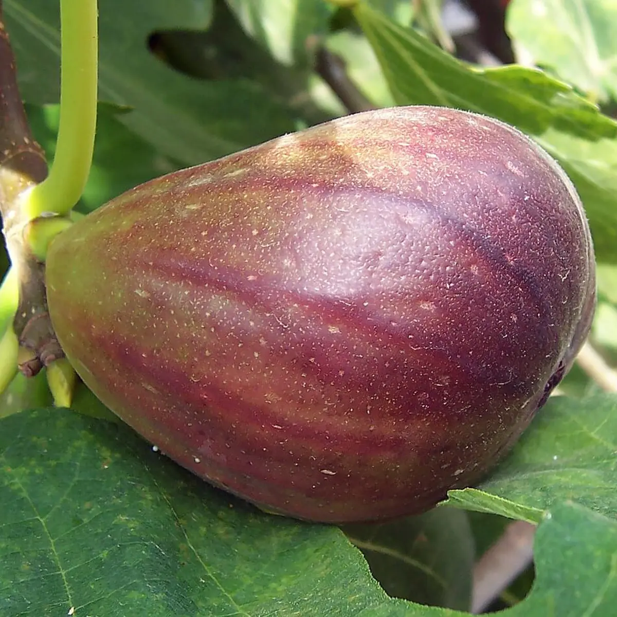 Инжир Брунсвик / Ficus Carica Brunswick