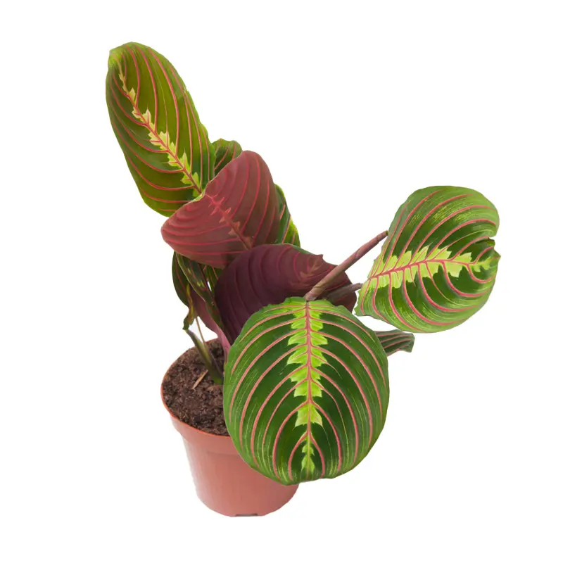 Маранта Фасцинатор Триколор / Maranta leuconeura Fascinator Tricolor купить