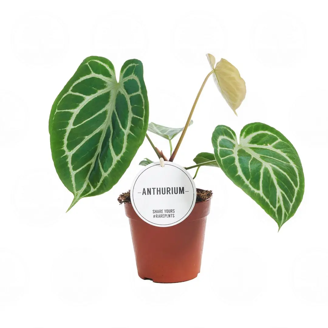 Антуриум Хрустальный (Кларинервиум)/ Anthurium clarinervium купить