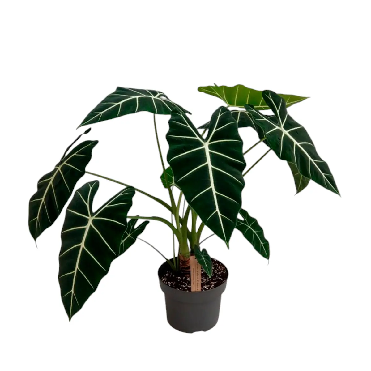Алоказия Фрайдек / Alocasia micholitziana Frydek купить