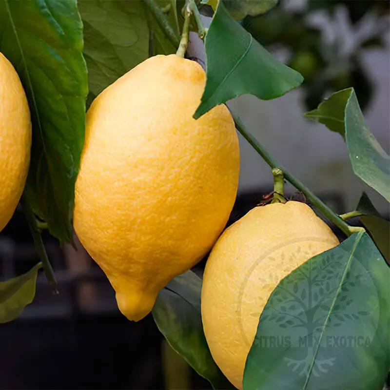 Лимон Фино (Мезеро) / Lemon Fino (Mesero) — цитрусовое растение, детальное фото
