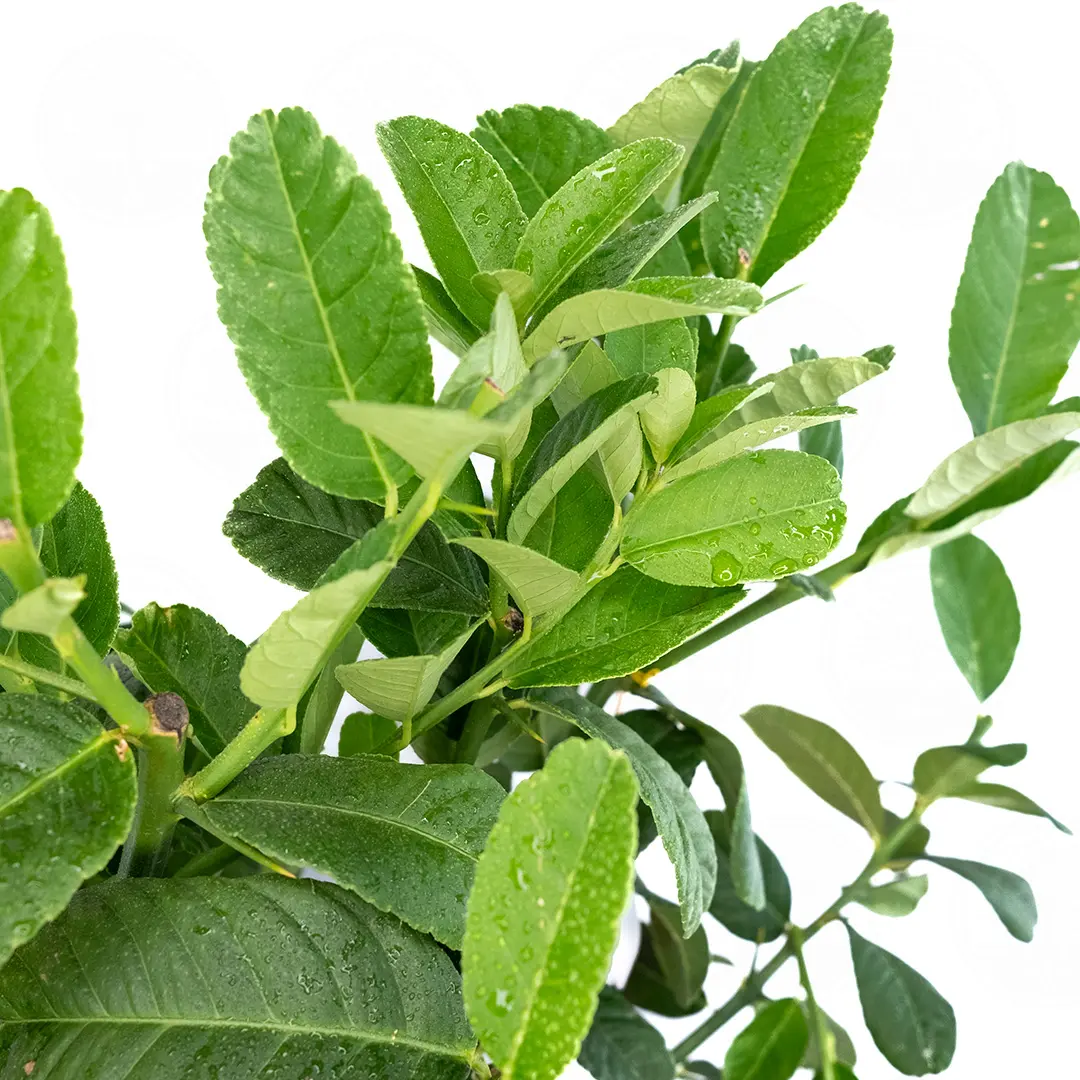 Цитрон Гигант / Citrus medica Giant — цитрусовое растение, детальное фото
