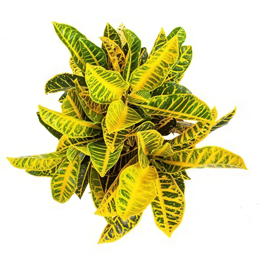 Кодиеум "Yellow Petra" variegatum купить