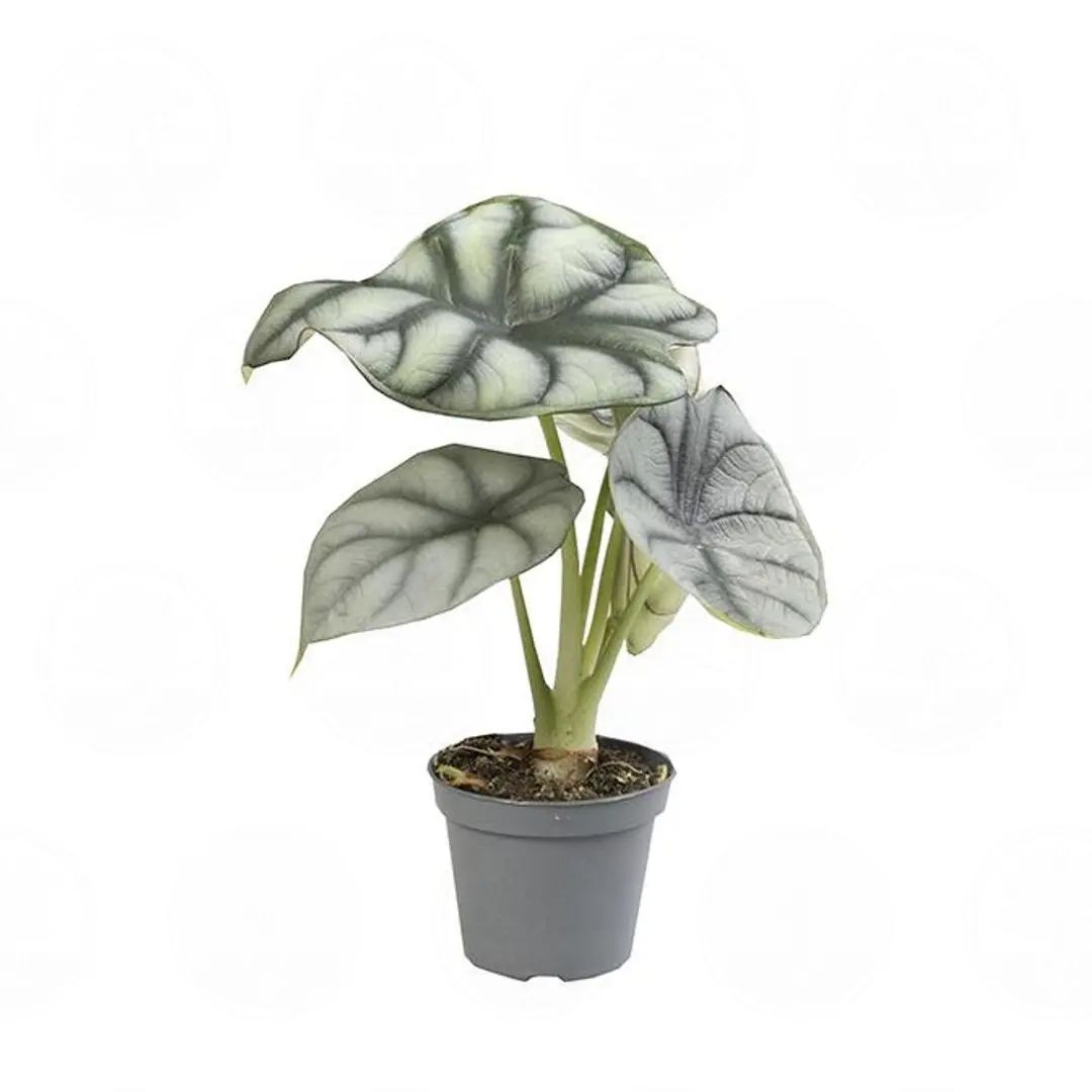 Алоказия Сильвер Дракон / Alocasia Baginda Silver Dragon купить