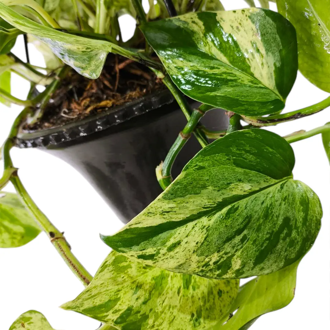 Эпипремнум pinnatum "Marble Queen" подвес. купить