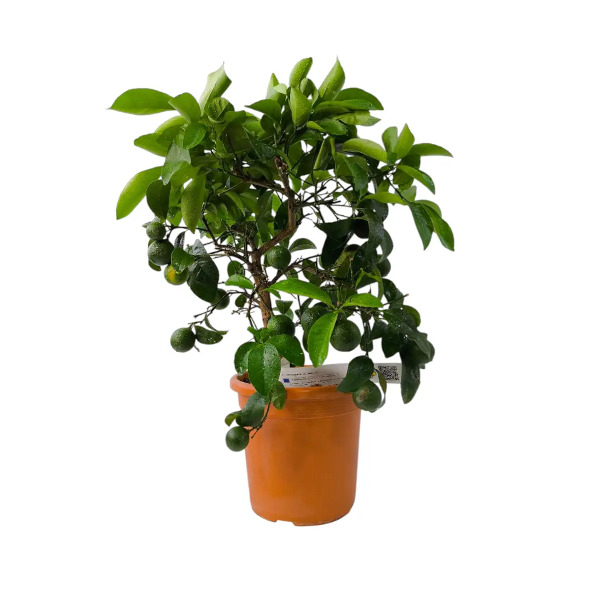 Лимон Неаполь / Lemon otaitensis di Napoli — цитрусовое растение, детальное фото
