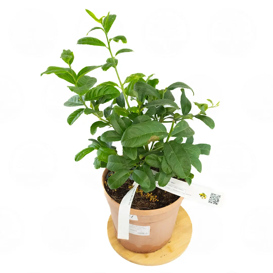 Цитрон Мак Нао Сан / Citrus medica Mak Nao San — цитрусовое растение, детальное фото
