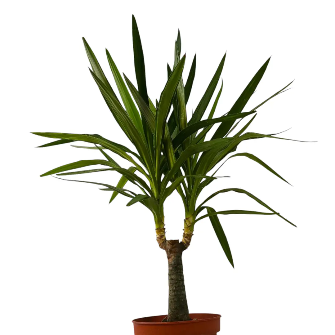 Юкка вариегатная / Yucca Variegata купить